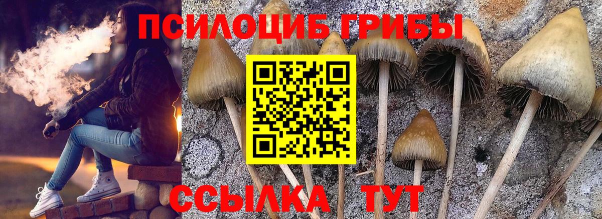 Псилоцибиновые грибы Psilocybe Елец